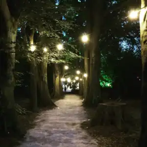Festoon lighting installed between trees along an outdoor woodland path